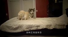 哈士奇打搅猫咪休息，猫咪上来一顿暴打，二哈反应让人大笑！