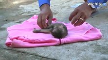兽医救治一只伤痕累累的小猴子，小家伙可怜的样子看的真让人揪心