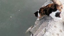 猫咪看到结冰的水里有条鱼，自己试了下抓不到，找主人帮忙真聪明