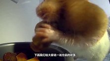 把小仓鼠丢进一大箱葵花籽中，不出10分钟，仓鼠的模样亮了！