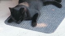 发现一只黑黑的猫咪，看这小眼神，真是奶凶奶凶的呢！