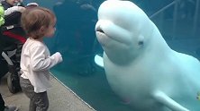 4岁女孩冲着白鲸大喊一声，白鲸猛地一回头，下一秒爸妈笑惨了