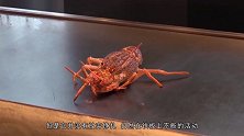 日本街头有名的龙虾铁板烧，活龙虾放到铁板上，烫得都在“跳舞”