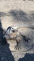 加拉帕戈斯海猎蜥，长得实在太丑，但是它是世界独一无二的物种。