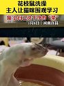 河南许昌：花枝鼠洗澡，主人让猫咪围观学习