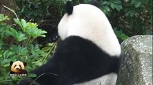 熊猫宝宝圆仔热衷于探索熊生新口味，胖乎乎的大脸可爱到极点