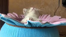 主人和小猫咪玩逗猫棒，小猫咪摇头晃脑的样子，好萌呀
