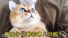 长假带猫咪出游，塔塔一副没见过世面的样子，熊孩子感觉被骗了！