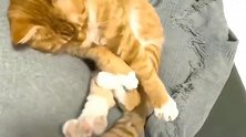 橘猫：这种奇特的发呆姿势你会吗