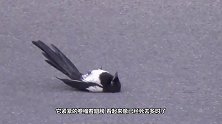 喜鹊发现一只老鼠，下秒大家憋住别笑，镜头拍下全过程