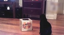 好有爱的主人的猫咪啊，猫猫蹭着主人的样子，真是可爱爆棚！