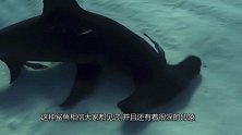 世界上最危险的鲨鱼之一，头型就像一柄锤子，两只眼睛相距一米