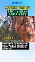 老态龙钟、屹立挺拔，宁夏320年树龄古树成沧桑历史的活化石。