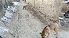 突遇大狼狗挡路，看着就害怕，不要跑，一把狗粮就搞定