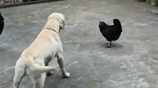 完蛋玩意，拉布拉多这么大体格子被母鸡追的满院子跑，真丢狗脸