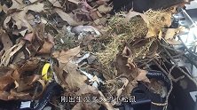 汽车被蜂群盯上，直接变成一个“定时炸弹”，女子开门后脸色大变