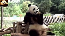 熊猫思嘉手拿窝头，吃得开心吃得满足，太萌了