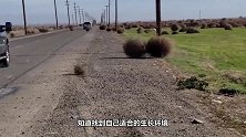 被美国定义为有害物种，入侵美国公路，到了中国却差点灭绝