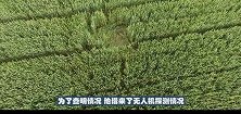 发现麦田无故被毁，农场主用无人机一看一阵后怕，幸亏自己没去
