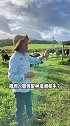 坐拥万亩农场的澳洲华人农民伯伯，彻底把和牛讲明白了(1)旅行大玩家夏日出逃记北昆美旅澳骄攻略