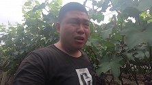 葡萄园老板请小丁品尝新品种，吃过后这酸爽，不受控制