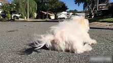 狗子玩滑板，从滑板上下来的时候摔了，真的是太逗了！