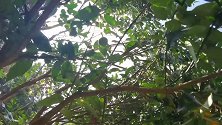 冬天的来临，致勤快的劳动者-蜜蜂