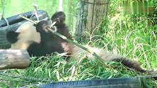 熊猫：我仰天长不啸，我吃！