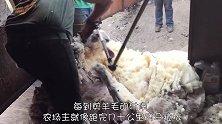 只需打一针，剪羊毛就像脱衣服一样简单，瞬间就能脱光光！