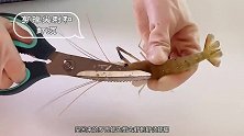 油焖大虾怎么都做不好，简单几步就能搞定