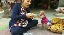 小猴子丫丫见到食物，吃货的本性就流露出来了！