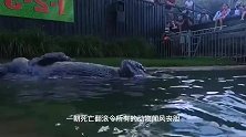 动物：鳄鱼来到洞口抢夺巨蜥蛋，不料却被打飞了出来
