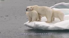 小北极熊失去母亲，饲养员给他买了一个“妈妈”，感人一幕出现了