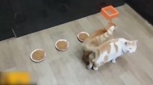 这些个猫咪吃食的样子，真是好逗啊，这咋还抢着吃呢