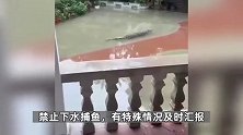广东茂名暴雨导致养殖场70条鳄鱼出逃？应急管理局：属实，正在处置