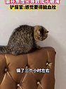 广东珠海：猫咪趁主人不在家 偷开水龙头导致房子被淹