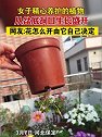 河北保定：女子精心养护的植物，从盆底洞口生长盛开