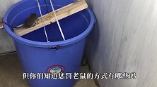 为老鼠准备的“断头台”，老鼠下场多恐怖，镜头记录全过程！