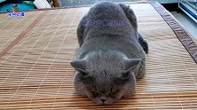 胖公猫想躲清闲，主人却抱来小猫叫它陪玩，胖猫爸生气大声抗议