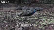 它是鳄鱼的头号敌人，饿了连同伴都不放过，见到人却鞠躬行礼