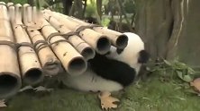熊猫：想玩秋千，得各凭本事，出招吧骚年