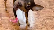 主人还想冤枉鹿犬，鹿犬可是一点亏都不带吃的