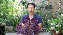 养紫色酢浆草，谨记两个动作，叶片硬朗开花多