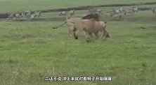 两头狮子谈情说爱，一只瘸腿狗狗冲过去，把狮子揍了一顿！
