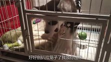 哈士奇半夜不睡，主人被折磨疯了，就放它出来拆家