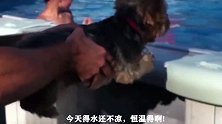 今天的水不凉，恒温的！毛竟然也没湿，本狗子甚是满意，以后常来