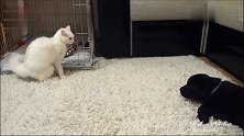 3个月的小拉布拉多犬刚到新主人家，家里猫咪的反应太逗了