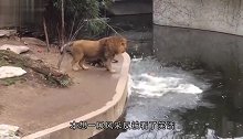 饲养员给雄狮训话，狮子很不服气，下一秒，请憋住别笑！