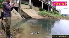 排水口黑压压一群鱼，泛滥成灾无人钓，随便一抛就咬钩