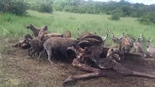 鬣狗群独享长颈鹿残骸大餐，拒绝与秃鹫分食